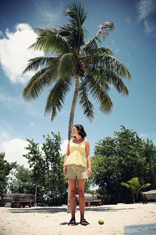 felimonfotopalmtree